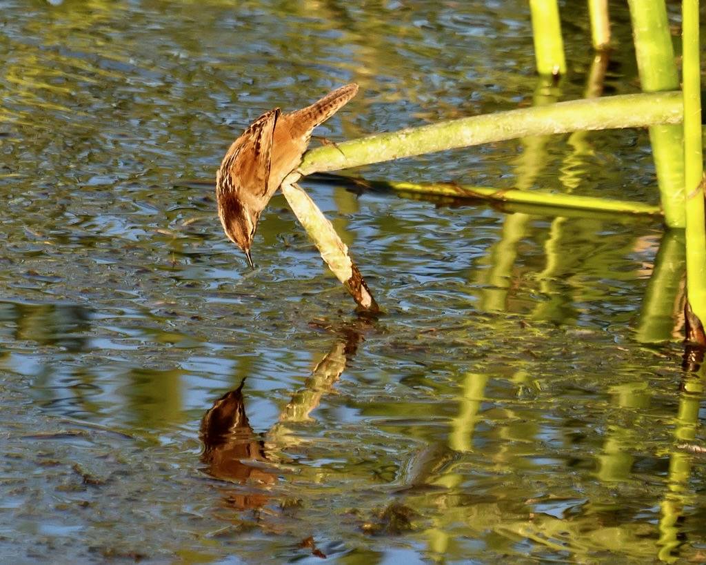 Marsh Wren Mirror Image by grandmasandy+chuck is licensed under CC BY-NC 2.0